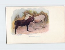 Tarjeta postal burros blancos y negros sin línea de color aquí tarjeta en relieve