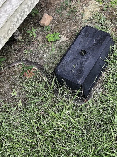 Eve's Revenge Snake Box, Snake Trap, Snake trapping Box with Pheromone - product listing photo