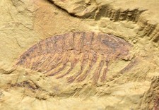 SUPERB Leanchoilia with Swimming Legs! Lower Cambrian, Chengjiang