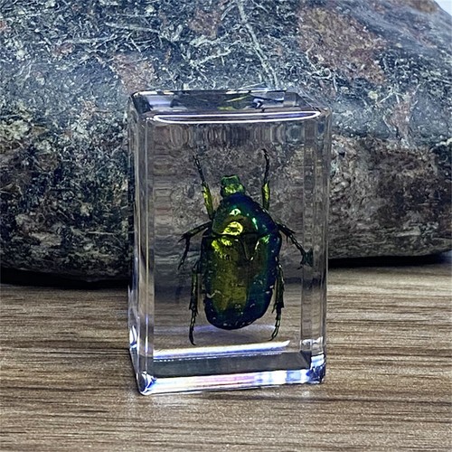Insekt in Harz Präparat Briefbeschwerer Spinne Käfer Sammlung Wissenschaft Bildung - Bild 31 von 43