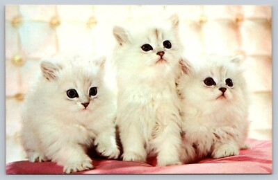 Postcard ''Three MusCATteers'' Cute White Kittens