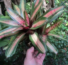 BUY 4 SAVE 20% Bromeliad Neoregelia AVENTURA Offset - Skotak Rare Find