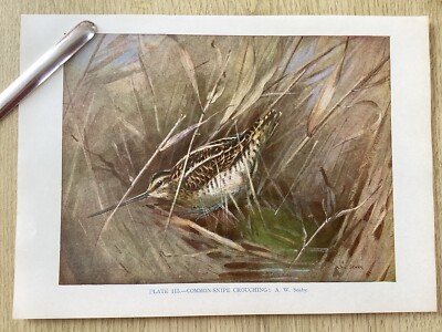 COMMON SNIPE HOCKING, .Birds, Colour Print