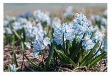 20 Puschkinia Libanotica Bulbs Hardy Perennial Spring Flowering Russian Snowdrop