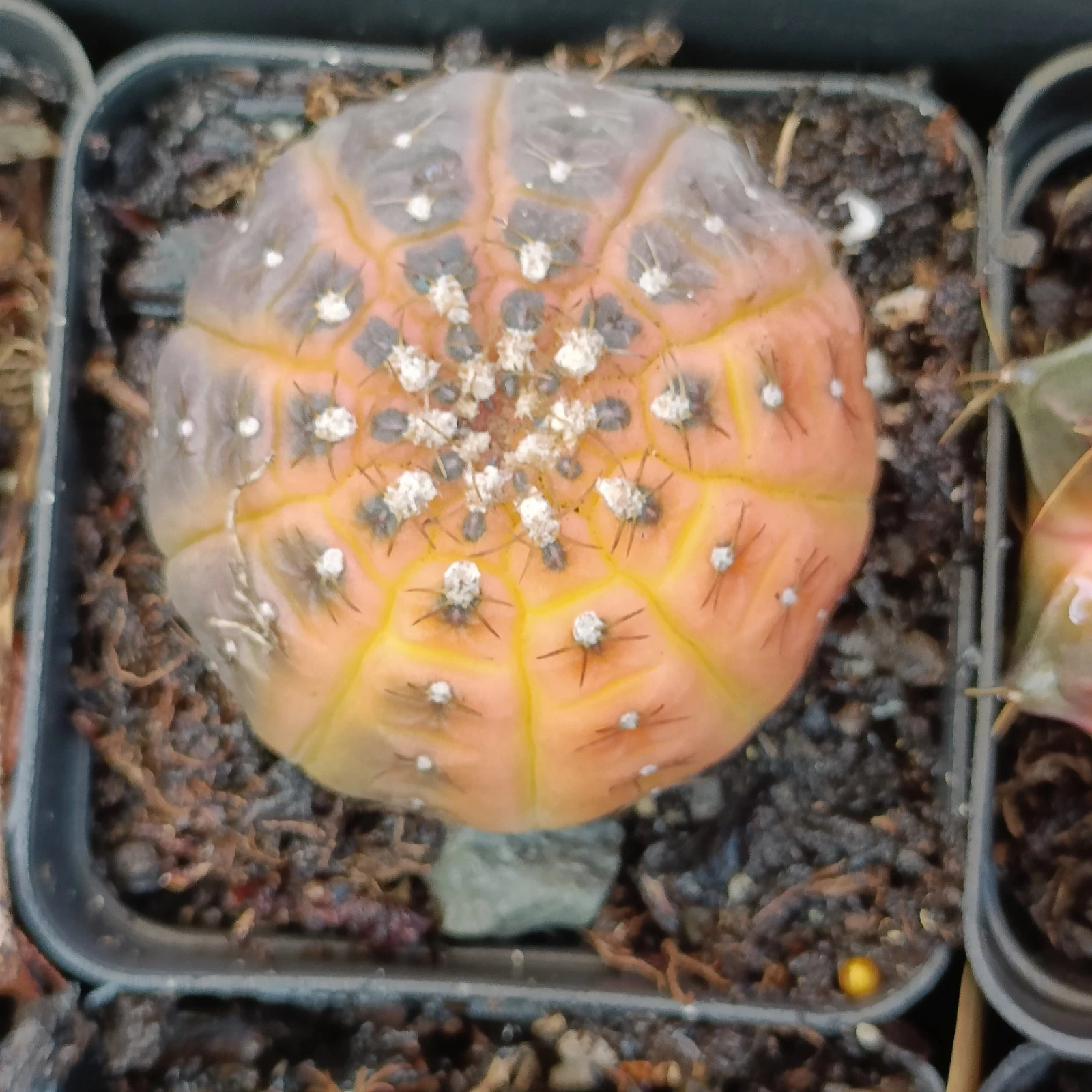 Gymnocalycium ragonesei orange yellow Variegated Succulent plant
Opens in a new window or tab