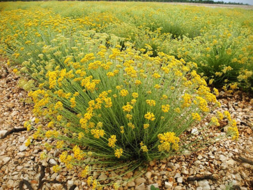 Italienische Erdbeere, Immortelle, Currypflanze (Helichrysum italicum) - SAMEN + Geschenk - Bild 2 von 5