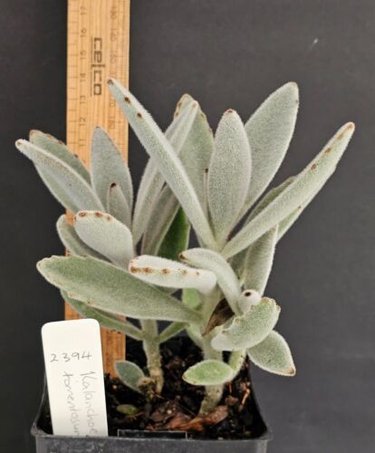 KALANCHOE TOMENTOSA - PANDA PLANT - Established plant 16 x 12 cm (2594) - Picture 2 of 5