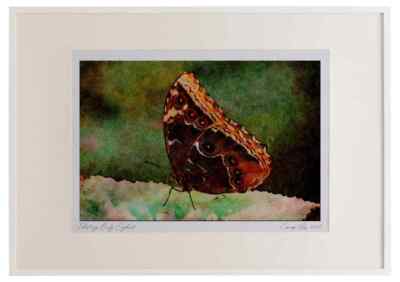 720036 Gemeiner Morpho, Morpho Peleides Aquarell Bilderrahmen