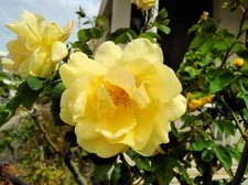 10 Yellow MANCHU ROSE Bush Rosa Xanthina Hummingbird Flower Seeds *Flat Shipping