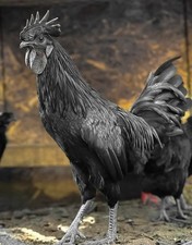  6 Ayam Cemani Fertile Hatching Eggs
