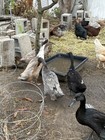 12+ Purebreed Indian Runner Duck  Eggs Colors like  Blue, Choc, Fawn&White — photo 5