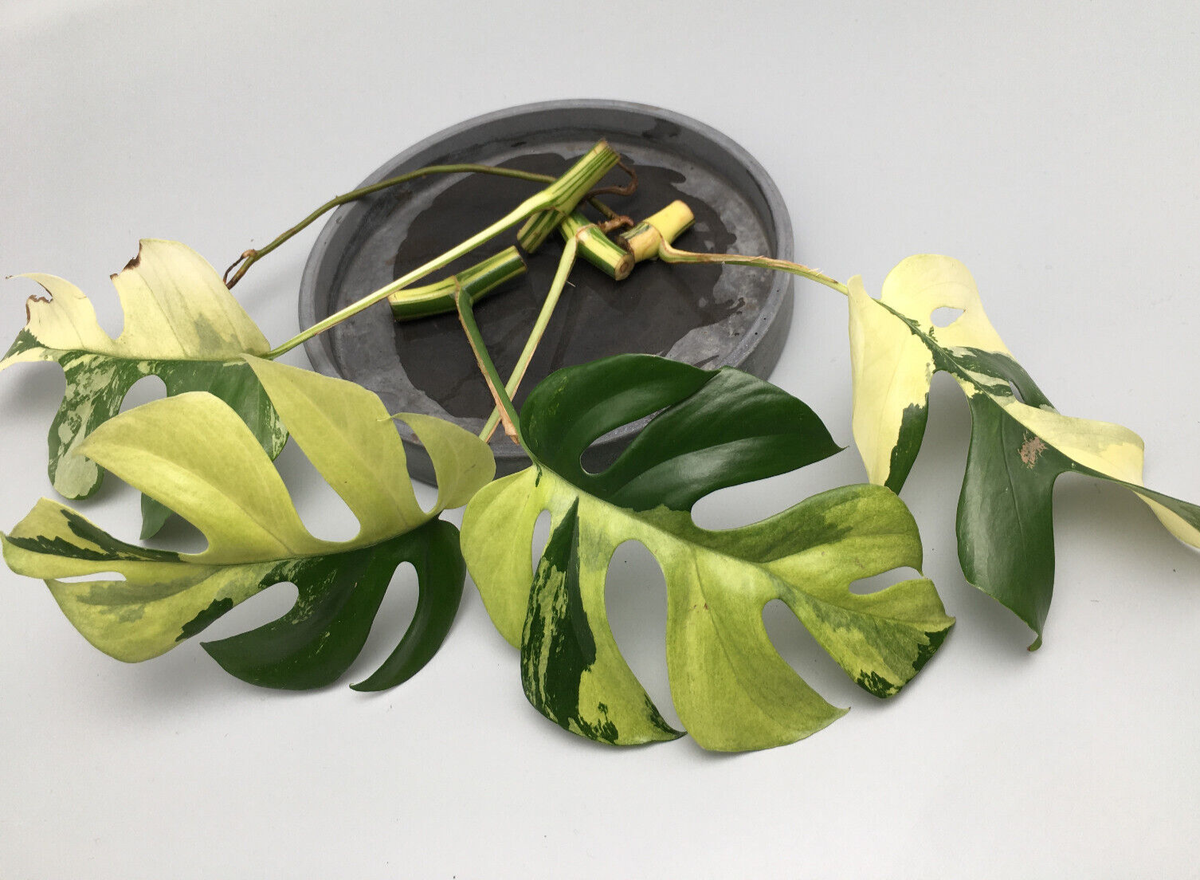 crassula succulent plant Crassula Platyphylla Variegata ( Pink Jade ) – In Succulent Love main image 0