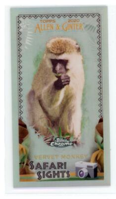 2020 Topps Allen & Ginter Mini Safari Sights Vervet Monkey #SSC-9