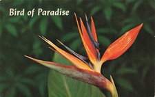 Postcard Bird Of Paradise