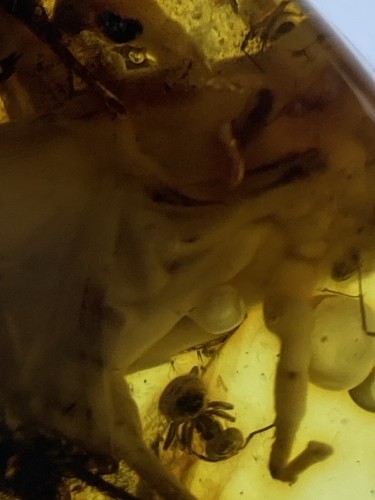 HUGE 15mm Carbonized Grasshopper Fossil Inclusion, Genuine Baltic Amber, 45myo - Picture 3 of 7