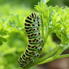PARSLEY SEEDS CURLED Black Swallowtail Butterfly Host Plant Non-GMO 500 Seeds