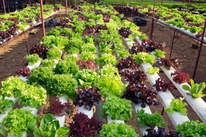 100-Seeds-Spinach-Spinacia-oleracea-Herb-Plants-Edible-Vegetables-in-Home-Garden
