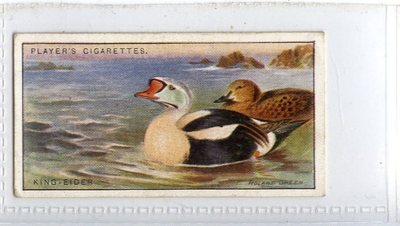 (Jd7387) SPIELER, SPIELVÖGEL & WILDVÖGEL, KING-EIDER,1927,#10