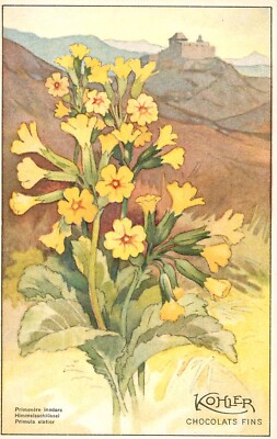 PRIMULA ELATIOR PRIMEVERE INODORE - KOHLER PRALINEN FLOSSEN POSTKARTE BLUMEN