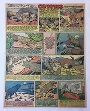 1955 cartoon page ~ COYOTES, Pests or Protectors?