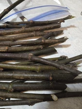 ( 4 )  BROWN TURKEY FIG CUTTINGS - COLD HARDY - Cuttings