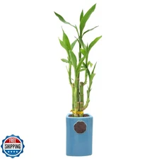 Arcadia Garden Products 5-Stem Lucky Bamboo, Live Indoor Plant in Contour II 