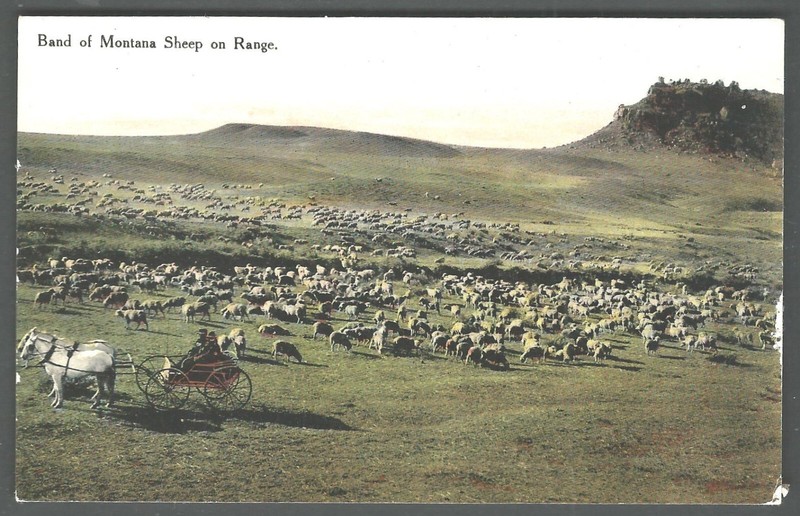 MONTANA SHEEP ON THE RANGE c. 1910 Bloom Bros. Divided Back Postcard