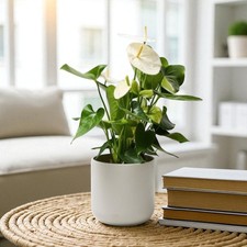 White Flamingo Flower in 12cm Pot - Anthurium Andreanum - Indoor Houseplant
