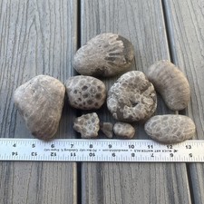 9 Unpolished Petoskey Stones 2.07 Pounds
