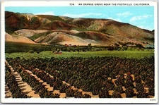 1929 An Orange Grove Near The Foothills California CA Mountains Posted Postcard