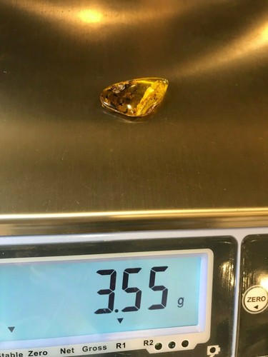 Amber Piece 2 Insects Inclusion Fossil Insect Natural Baltic Amber 3,5g 4591 - Picture 12 of 12