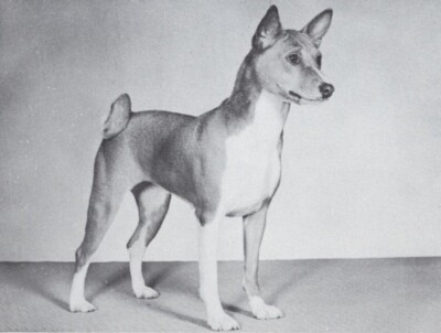 * Basenji - CUSTOM MATTED - Dog Art ''Photo Print'' - 1964