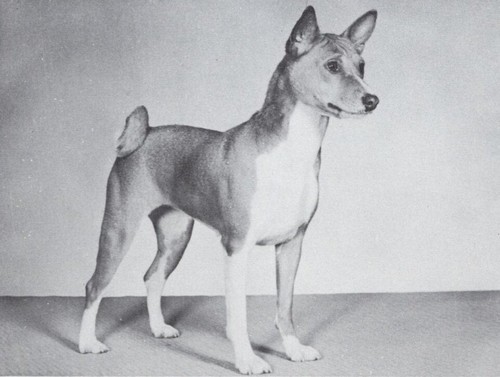 * Basenji - CUSTOM MATTED - Dog Art "Photo Print" - 1964