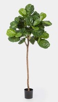 artplants Deko Ficus Lyrata Aderito, Echtstamm, GrüN, 200Cm