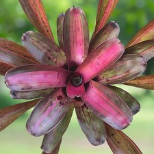 BUY 4 SAVE 20% BROMELIAD Neoregelia (Carcharodon × Concentrica) x Karl Bransztet
