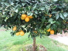 Meyer Lemon (5 seeds) Edible Fruit - Organic - Fresh - from a very old tree