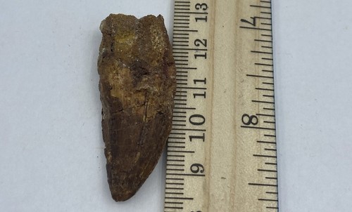 Deltadromeus Teeth- 95 Million Years Old Dinosaur Theropod D26 - Picture 2 of 2
