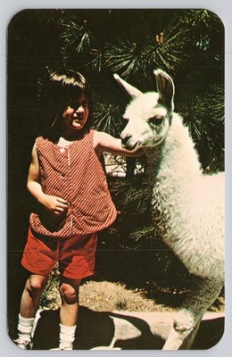 Cheyenne Mtn Zoo Colorado Springs Llama & Child Chrome Postcard Sanborn