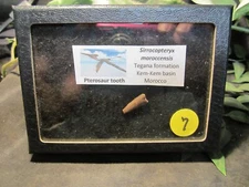 Dinosaur Bone Tooth Pterosaur Pterodactyl Kem Kem Morocco with Display Case