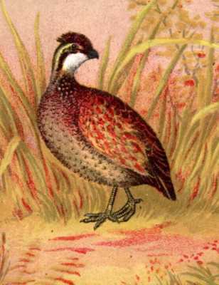 1880s  R.D. Hubbard's Flour Partridge & Wilson's Snipe Birds Lot Of 2 7E