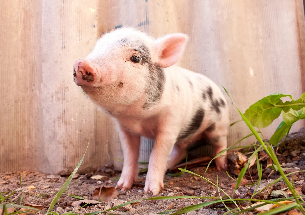 A3 Cute Piglet Poster Size A3 Micro Pig Farm Animal Baby Poster