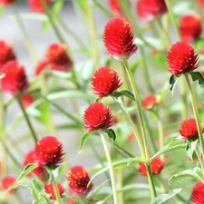 Strawberry Red Gomphrena 25 Seeds | Vibrant Globe-Shaped Blooms