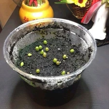 Sacred Cactus Growing Kit (Loph. Willii)