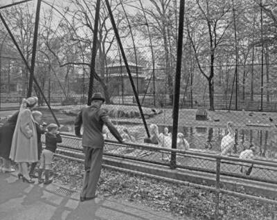 Springtime At Brooklyn Zoo 1955 Photo - People watch the pelicans during a sprin