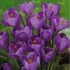 Pack 15 Crocus Bulbs 'Purple' WPC Prins Quality Spring Bulbs