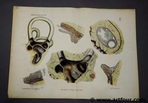 Anatomic Chart