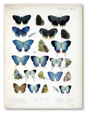 Vintage Blue Butterflies 2 Botanical Art Poster Print, Papillons Butterfly Decor