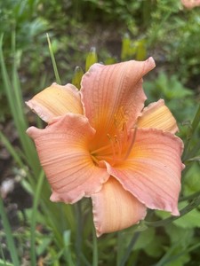 2-Peach Colored Day Lilly,s -Bare Rooted Fans