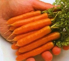 Carrot Little Finger Great Heirloom Vegetable Seeds by Kingdom 40,000 Seeds 