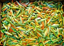 25ct FIRE TIGER MIX 3" SASSY SWIMBAITS Bass Fishing Baits Walleye Lures SHADS